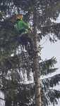 Taieri copaci la înălțime,alpinism utilitar. Elagaj.arbori .