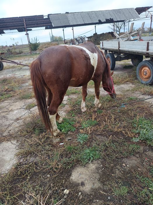 Vând schimb cal bun garantat la căruță