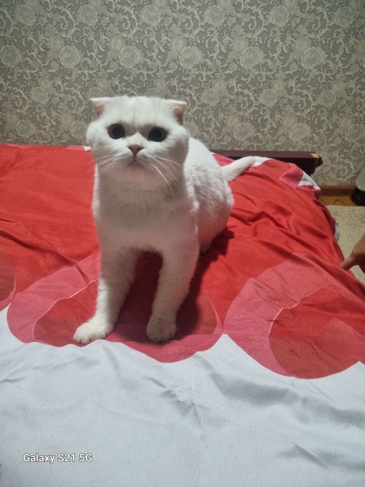 Mushuk sotiladi erkak