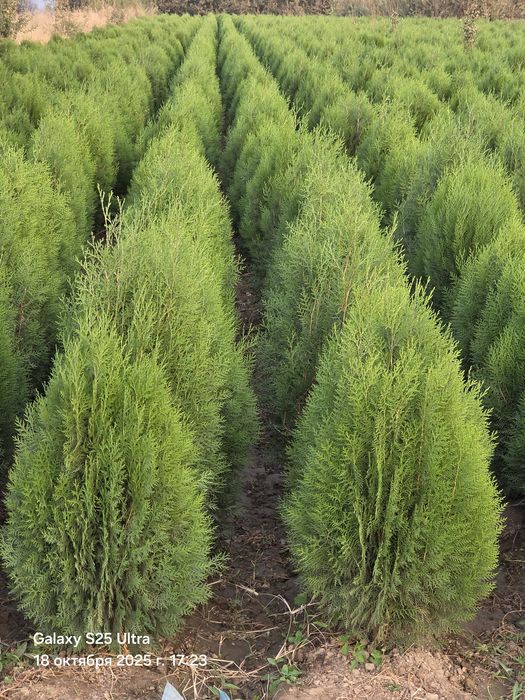 Туя камфак оптим нархда