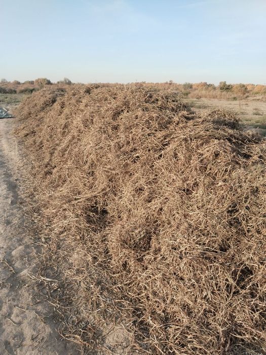 Ассалаума аликум Маш пакалы хамде кауыгы бар таза шаны жок