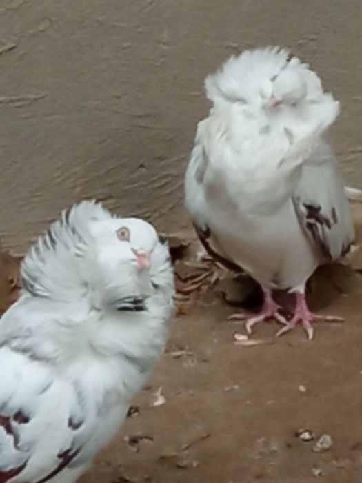 Распродажа голубей