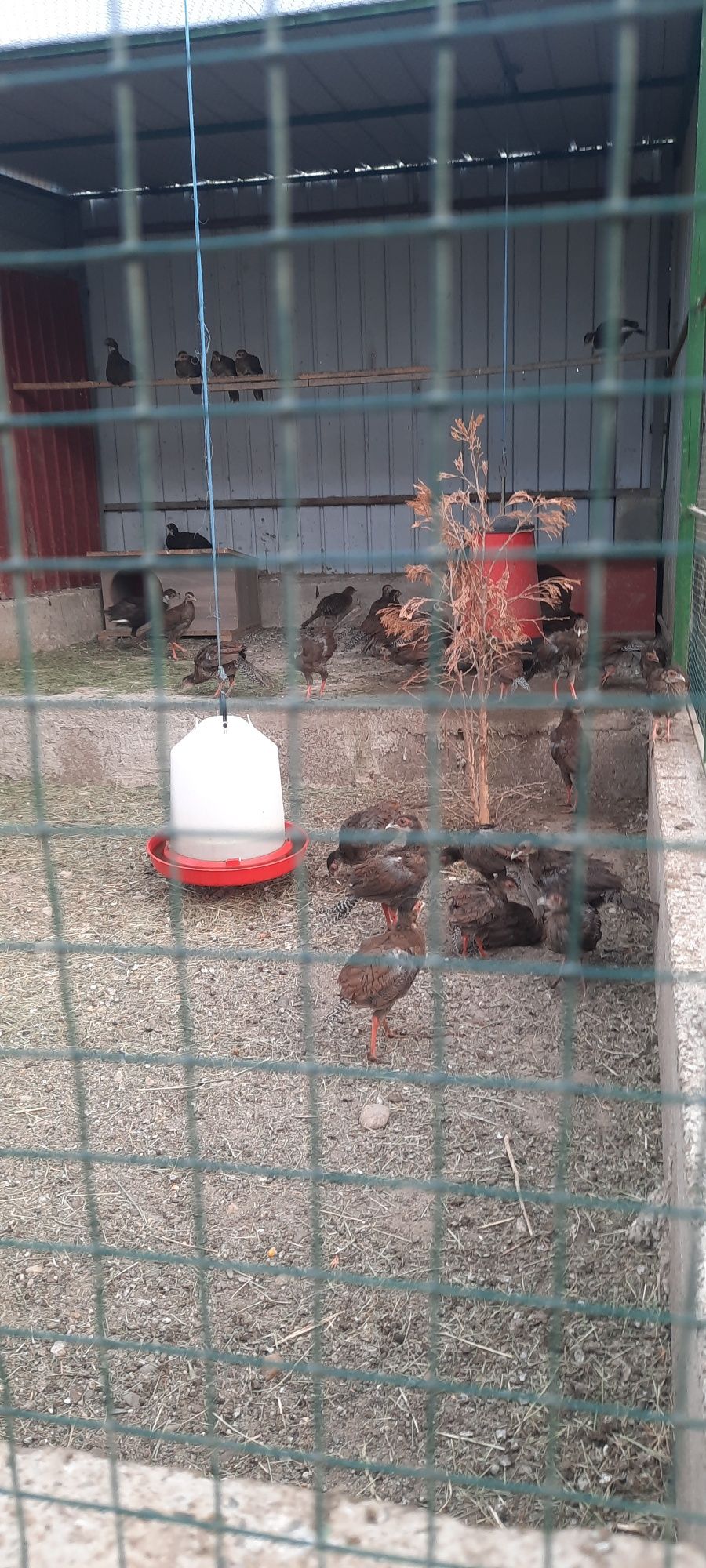 Fazani exotici si rațe