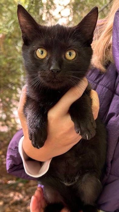 котенцата търсят дом