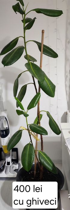 Ficusul îmbunătățește calitate aerului în casa!