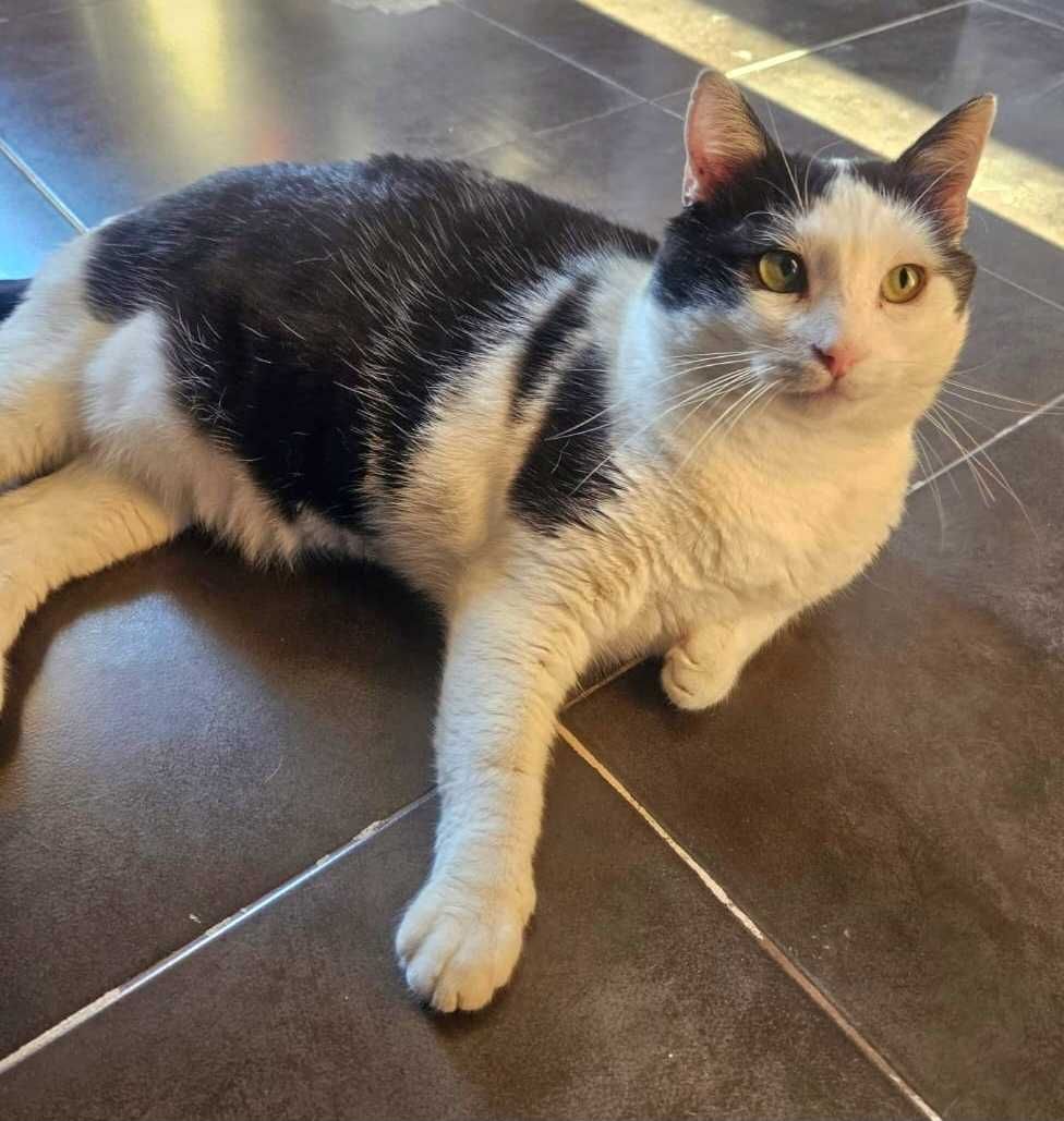 Adoptie motan castrat Hellas