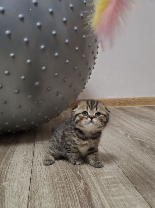 Чистокровные шотландские котята