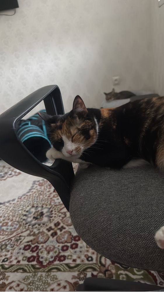 Отдам кошку бесплатно