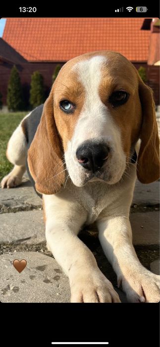 Caine rasa beagle Beagle