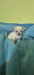 Chihuahua alba fetita