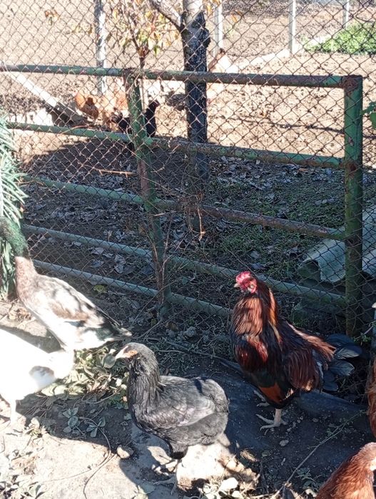 Cocos araucana, am doua bucăți