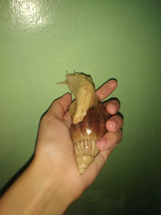 Toshlari ideal ulitka