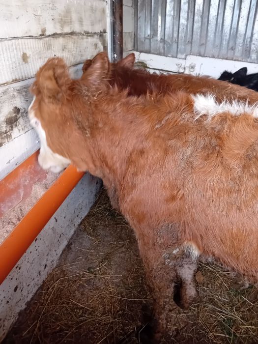 Vitele baltate și angus intarcate