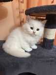 Feline rasa British