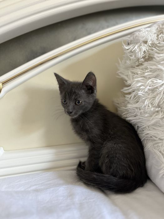 motanel albastru de rusia