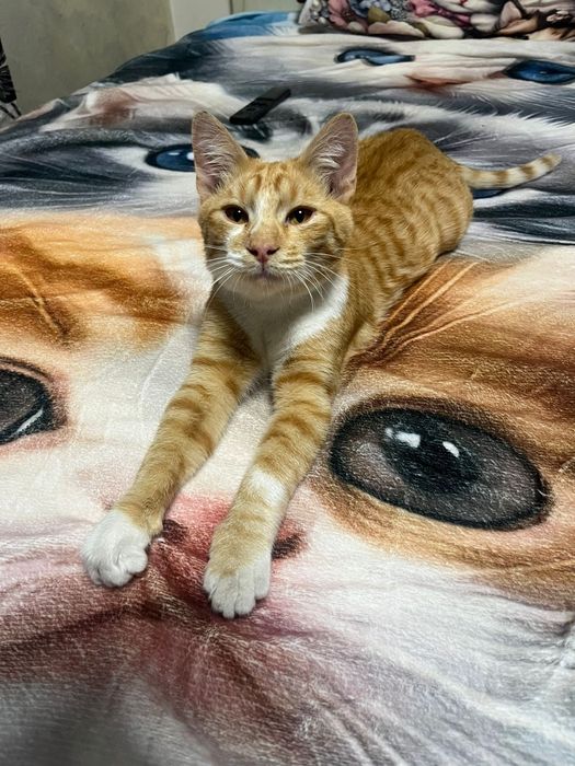 Pui de pisica spre adoptie