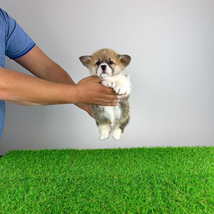 Pui Welsh Corgi Pembroke cu pedigree