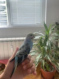 Ръчно хранен вълнист папагал
