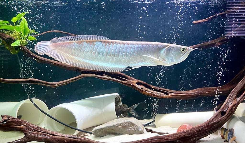 Aravana silver sotiladi