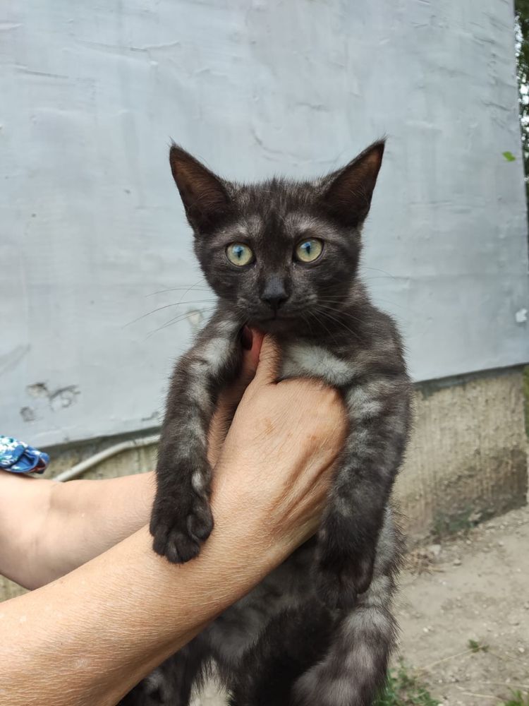 Котенок подросток девочка  ищет дом ! Костанай ! Привезем !