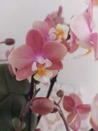 Продам орхидею ароматную