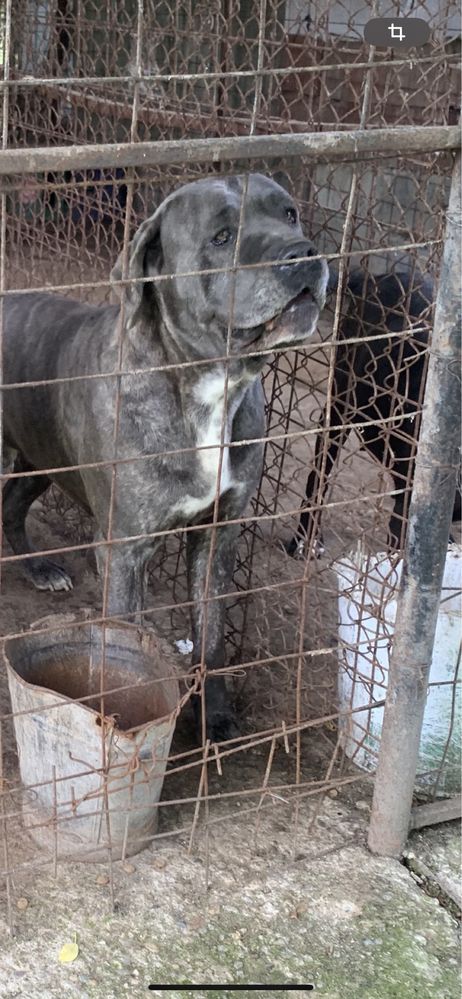 Donez mascul Cane Corso