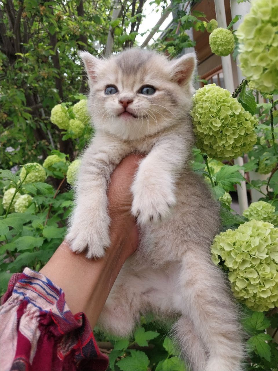 Scottish fold chinchilla