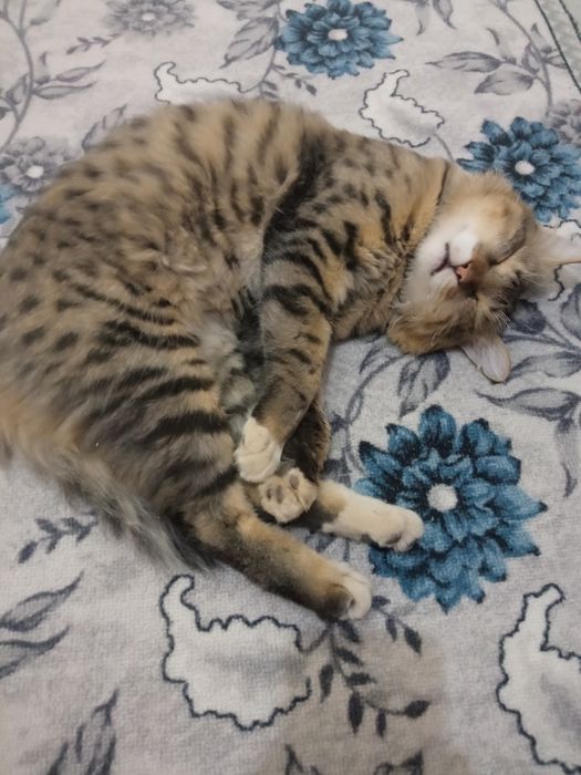 Exotic shorthair Mushuk