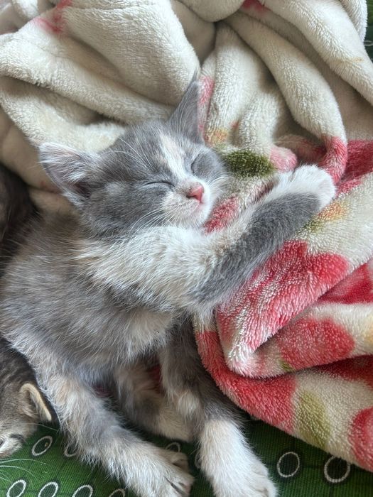Котенок девочка,