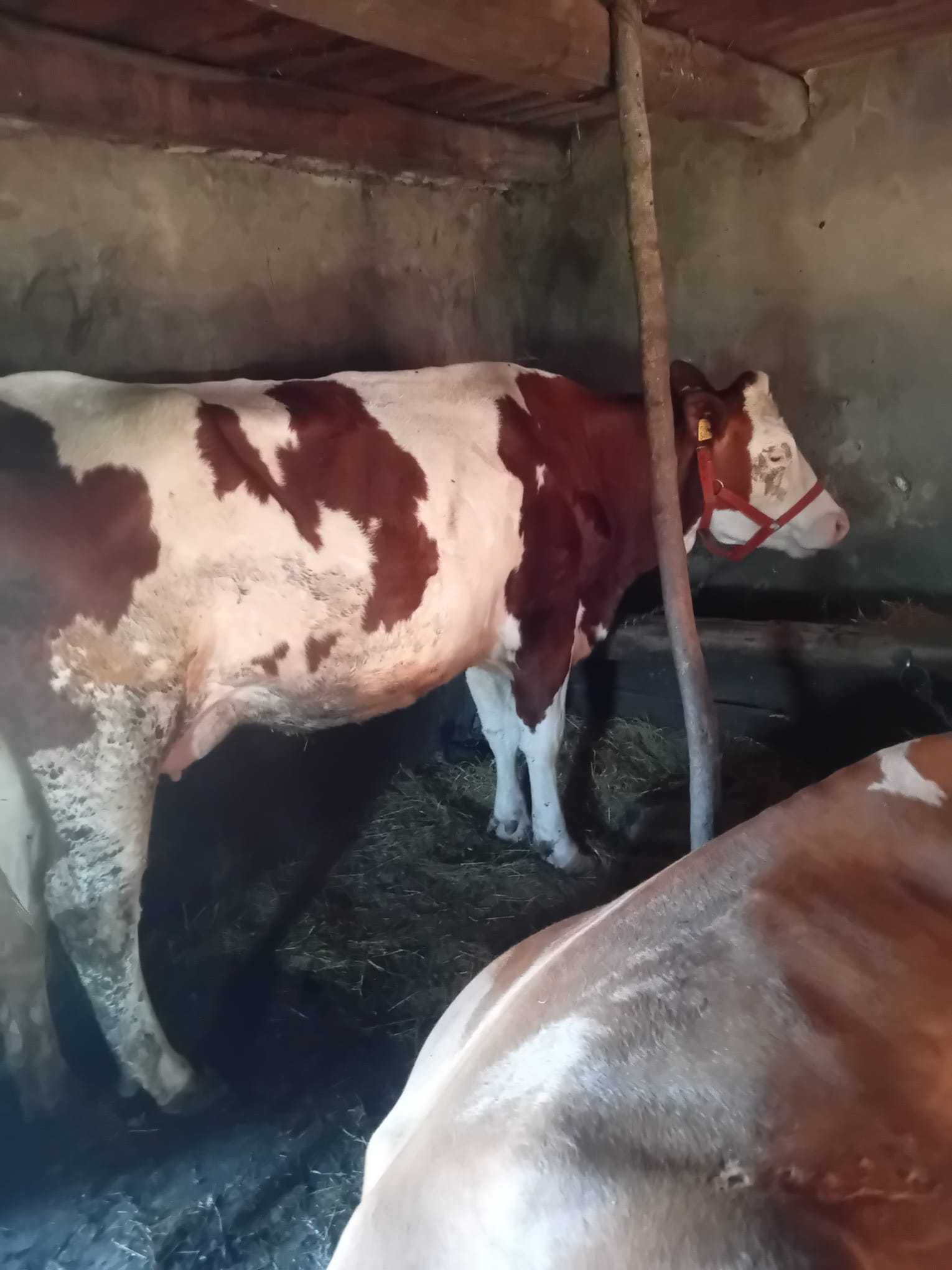 Vând juninca la prima fătare