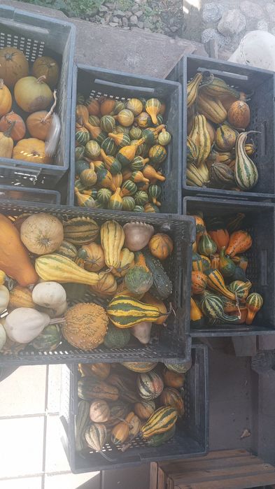 Тыква разных сортов , видов, вкусов  и размеров! от 50 грамм до 50 кил