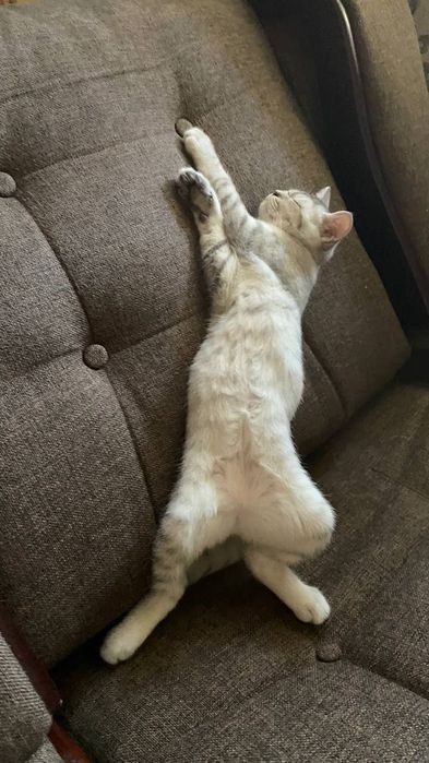 Мушук сотилади aqilli qiz bola qolga o'rgatilgan narxi описания bor