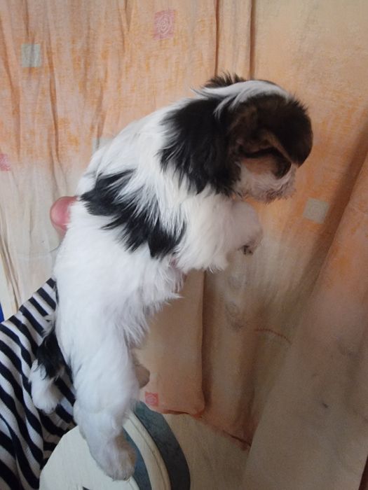 Супер мини бивер йоркширски териер