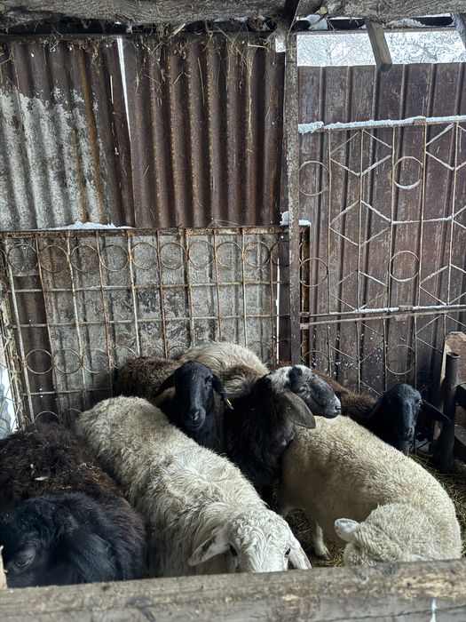 Койлар сатылады!!!