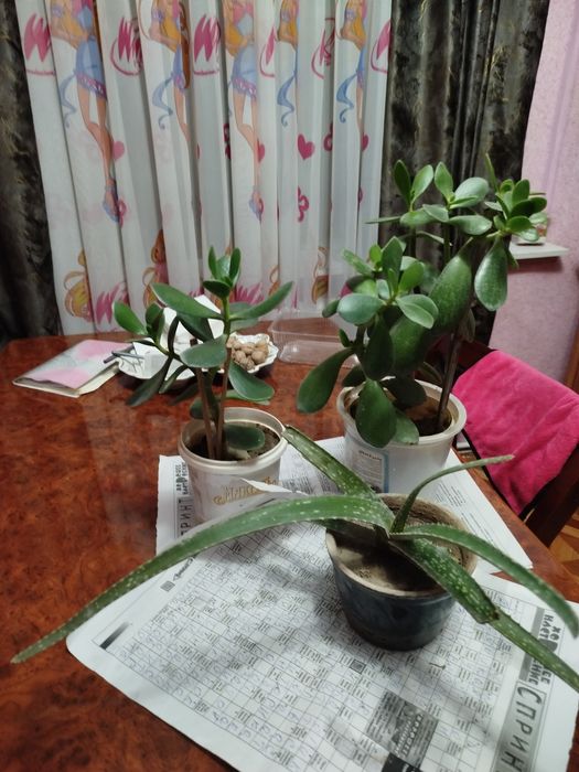 Цветы добавка для оранжереи