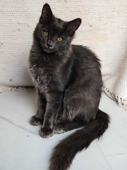 Pui nebelung (seamana cu albastru de rusia)