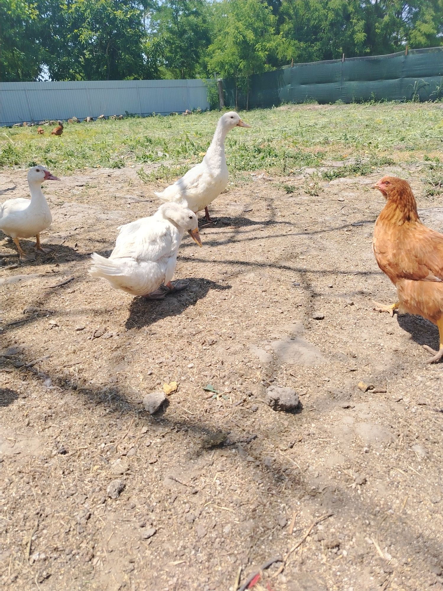 Vând 4 rațe Pekin