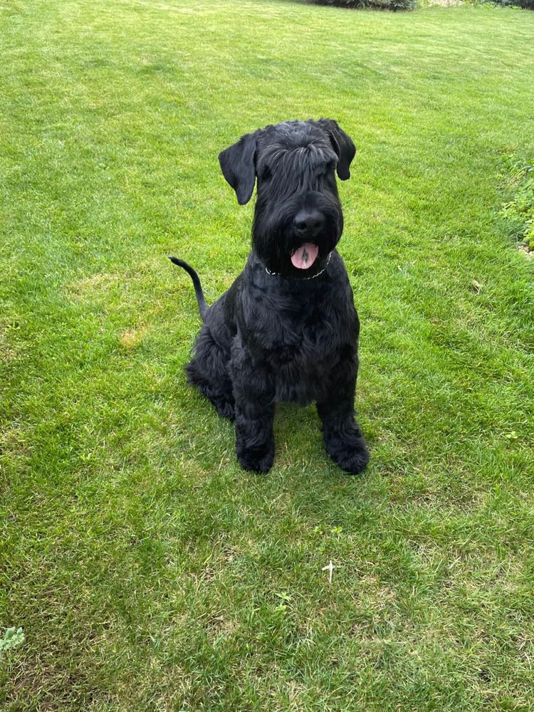 Pui Schnauzer Urias cu pedregree