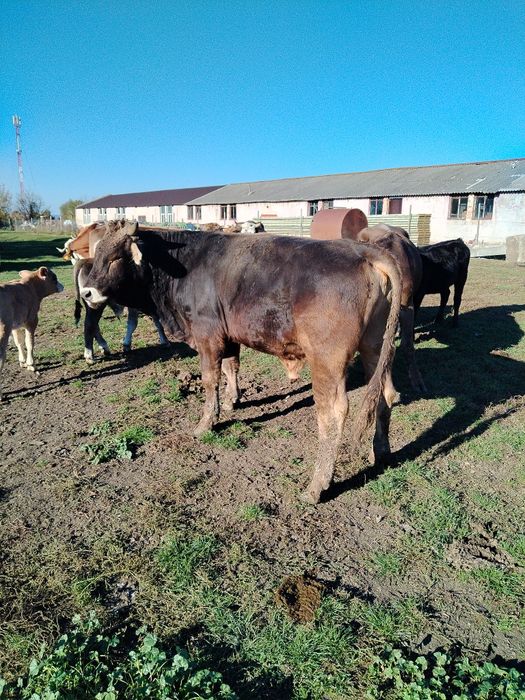 Vând taur 15 lei per kilogram