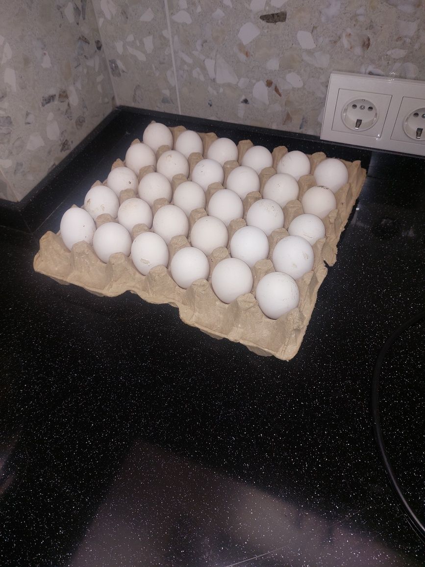 Инкубационное яйцо леггорн стандарт