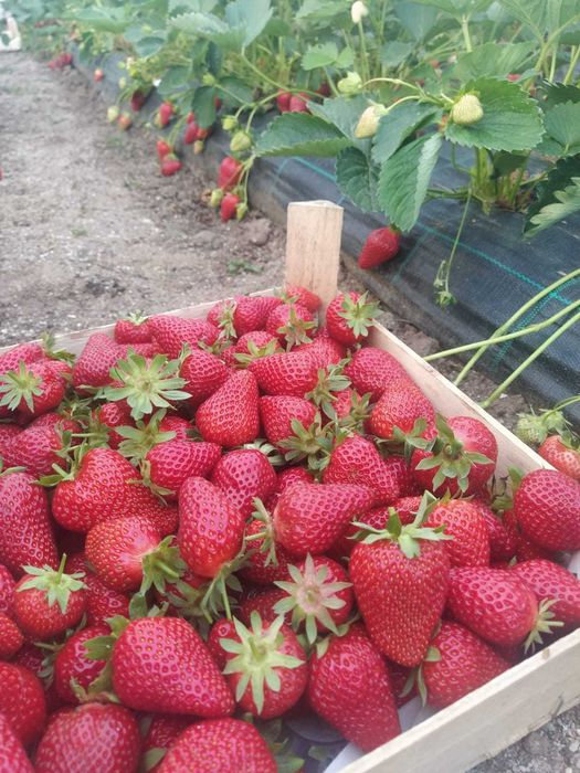 Butasi Zmeur Butasi Mur Stoloni fragi Smochin aclimatizat