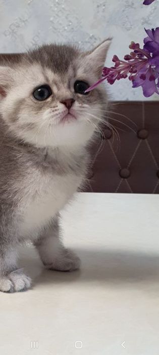 Toza zotli qiz mushukcha sotiladi. 1.5 oylik