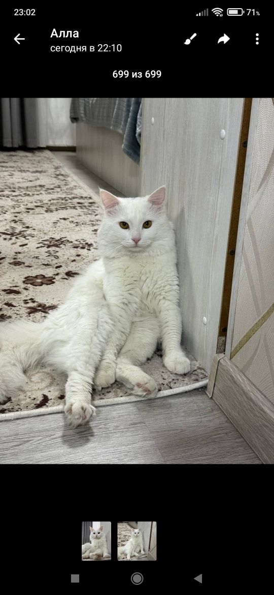 Животные и кошки