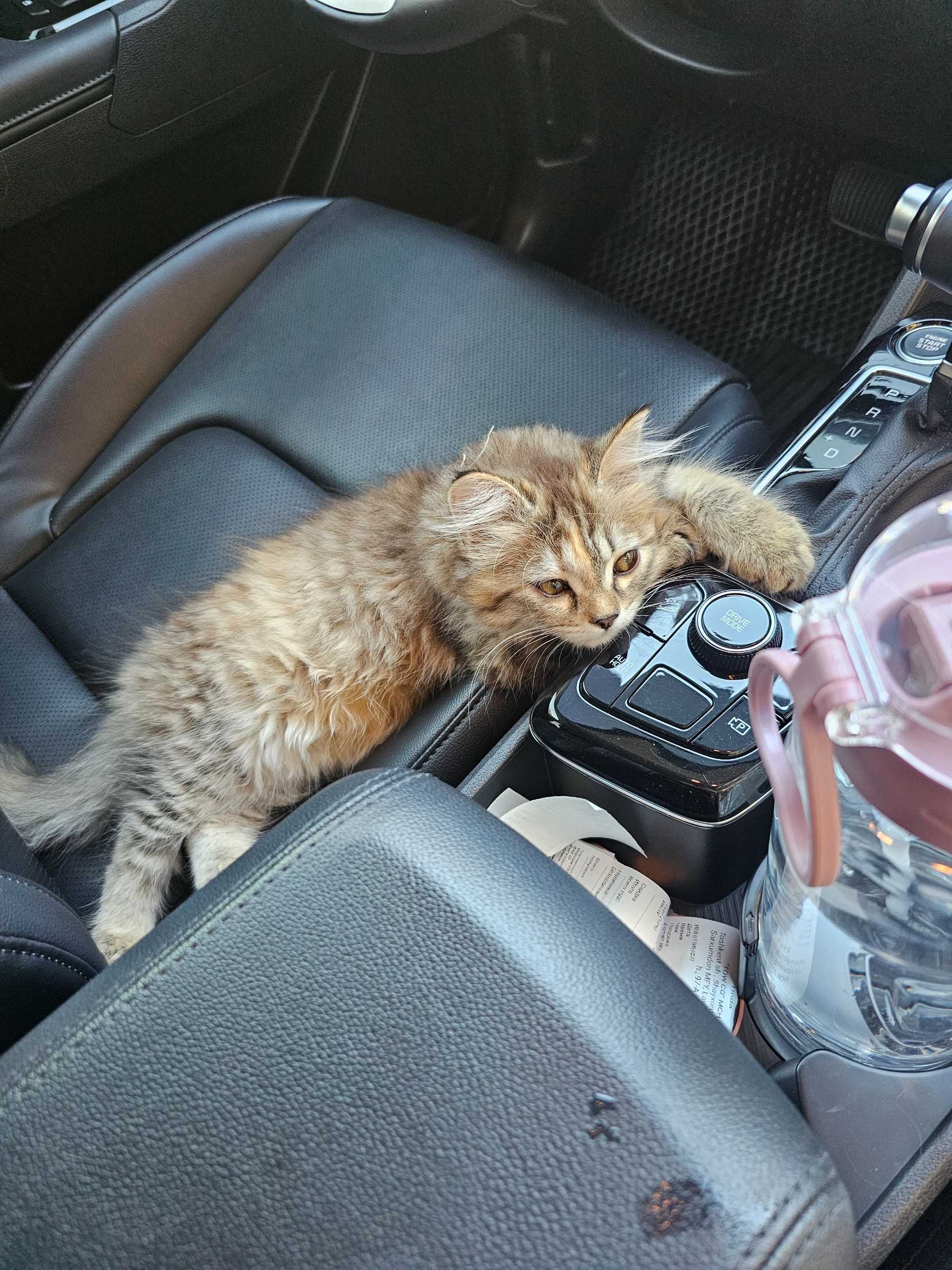 Котенок 3 месяца девочка