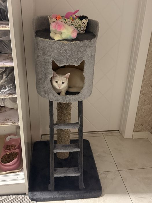 Дома для кошка 300.000