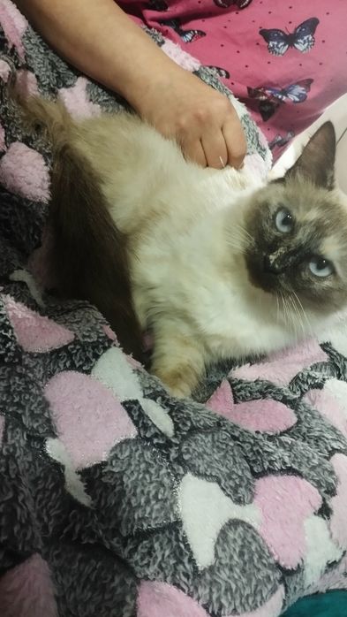 Кошка и котята породы Рэгдолл.