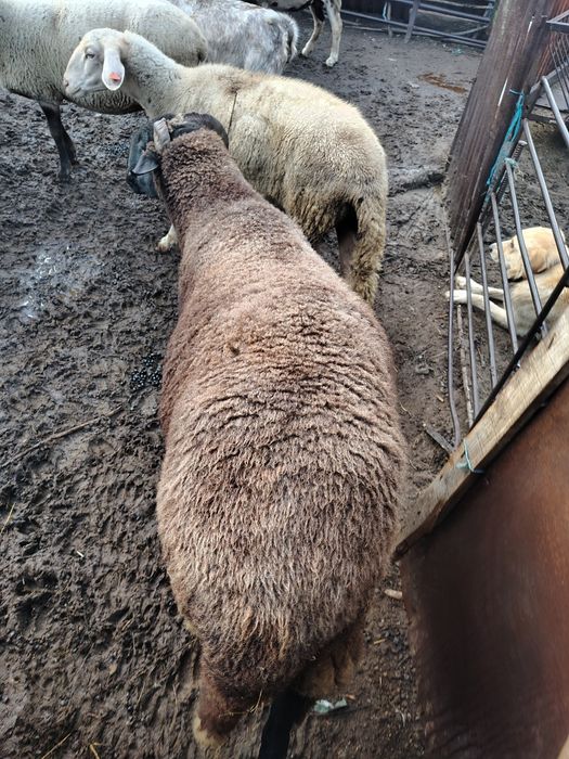 овце за месо и коч