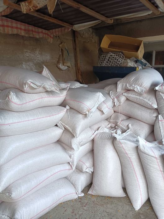 Porumb boabe de vanzare,