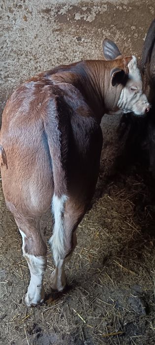 Viței Din Monta De Carne(Angus)
