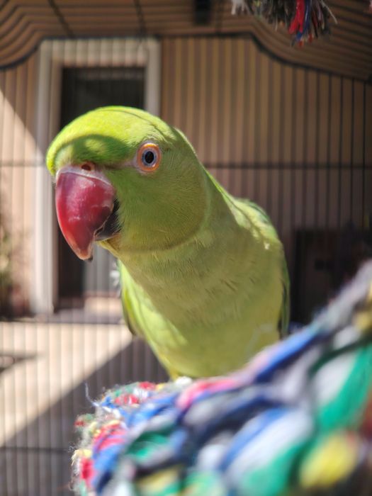 Papagal Micul Alexandru
